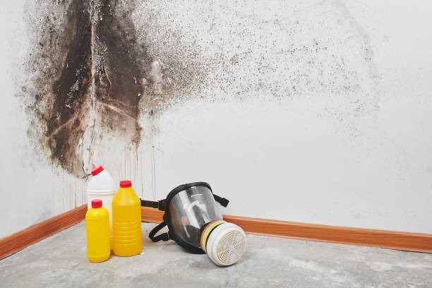 Best Residential Mold Remediation in Sulphur Springs, AR