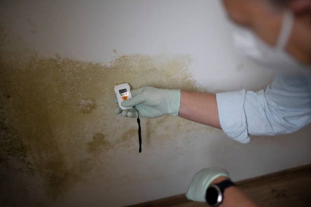 Reliable Sulphur Springs, AR Mold Remediation Solutions