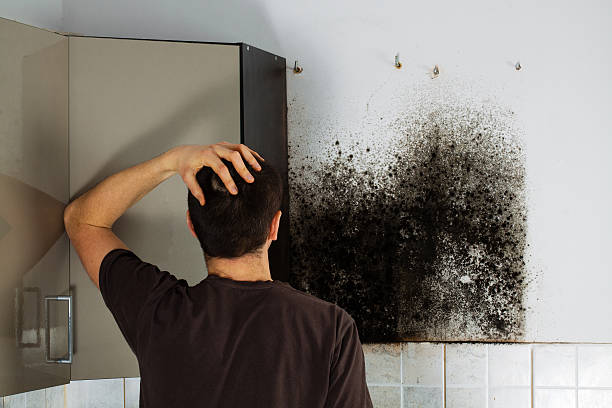 Best Localized Mold Remediation (e.g., coastal areas, humid climates) in Sulphur Springs, AR